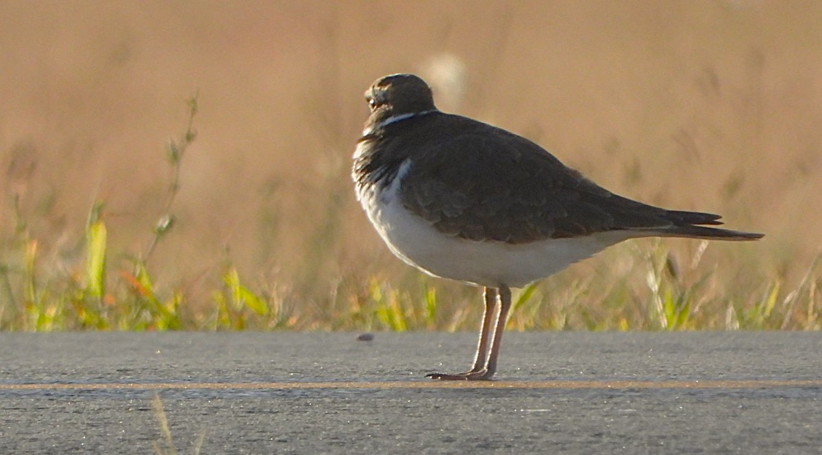 Killdeer - ML624158362
