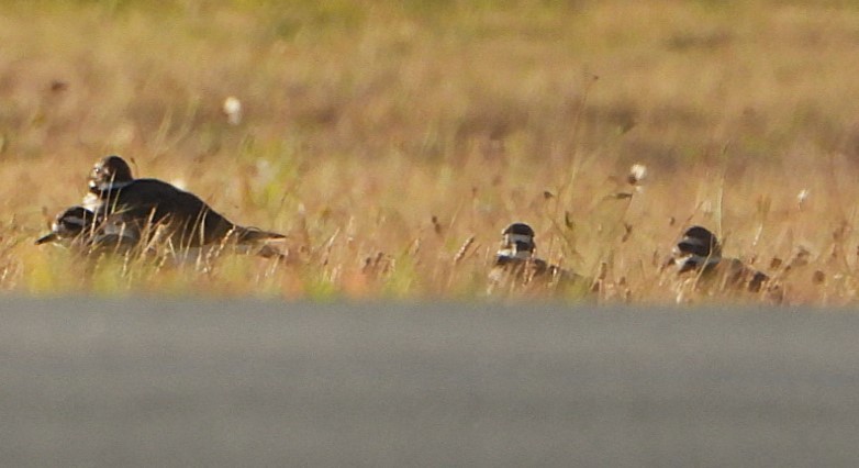 Killdeer - ML624158366