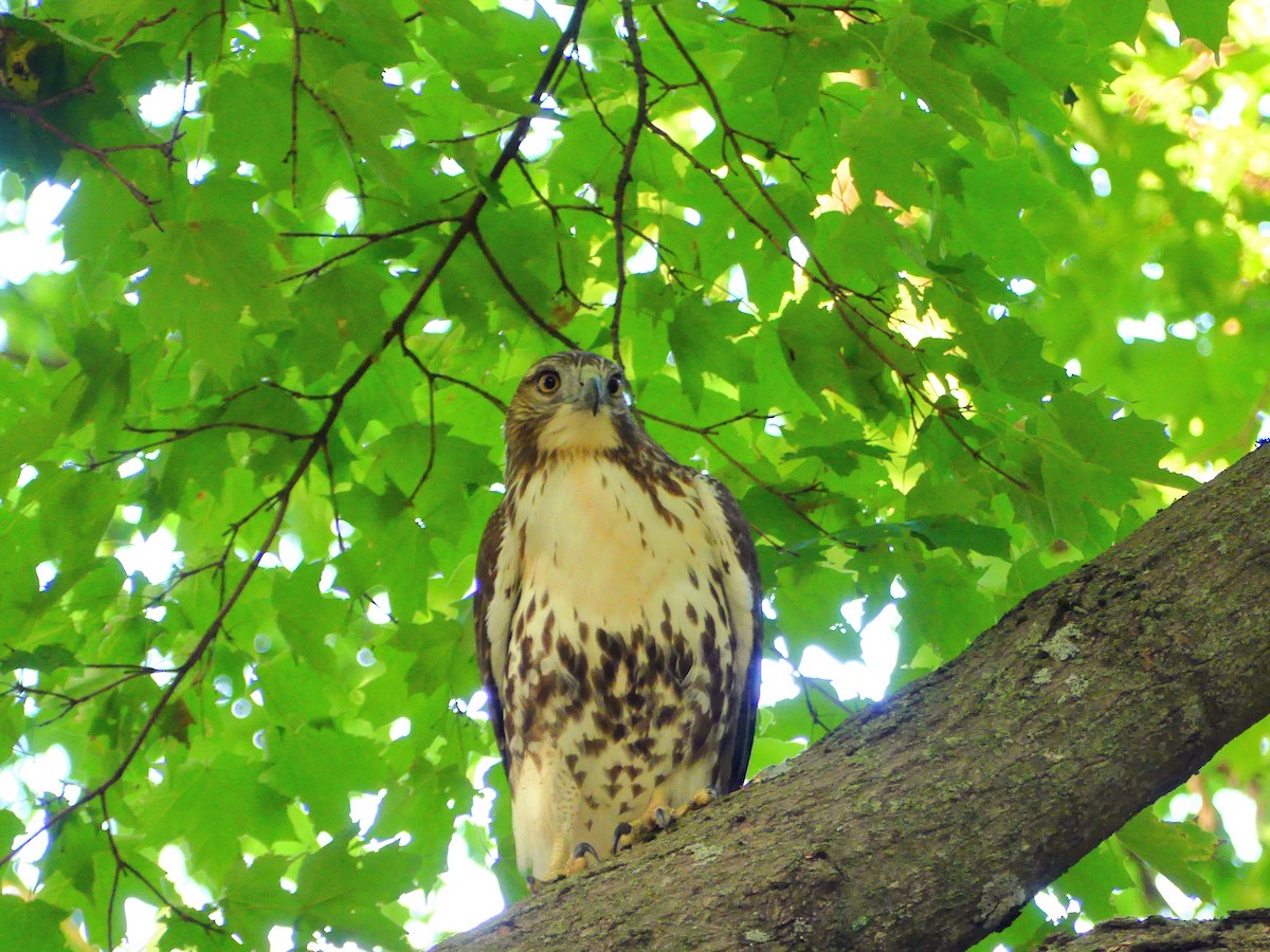 Red-tailed Hawk - Molly C