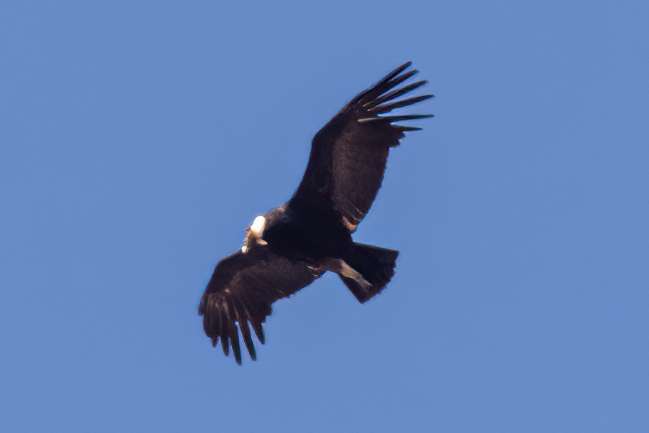 Andean Condor - ML624158375