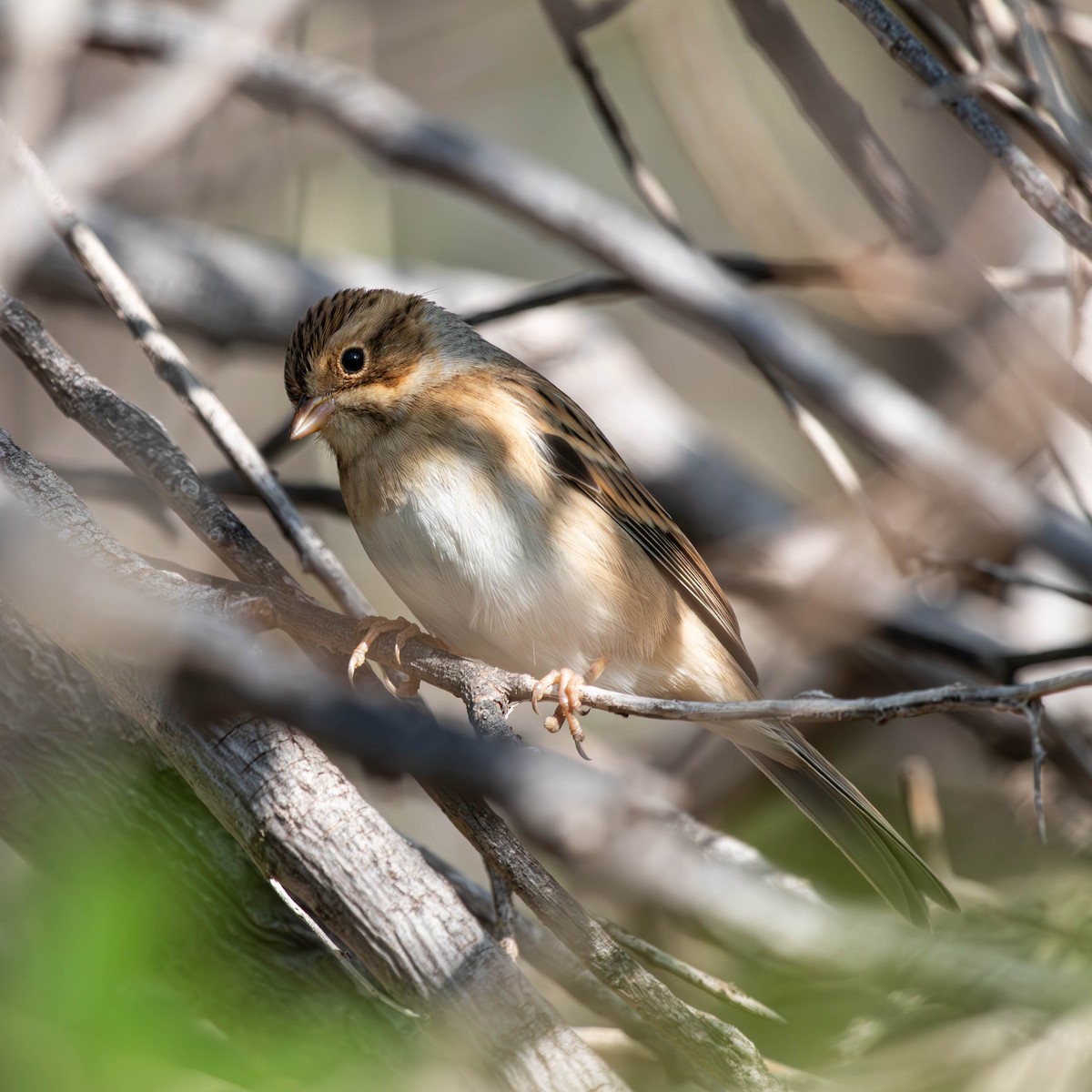 Clay-colored Sparrow - Travis Turnbow