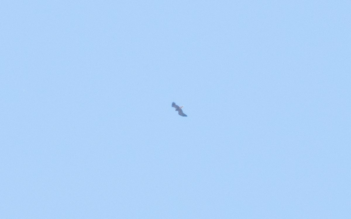 Egyptian Vulture - ML624158413