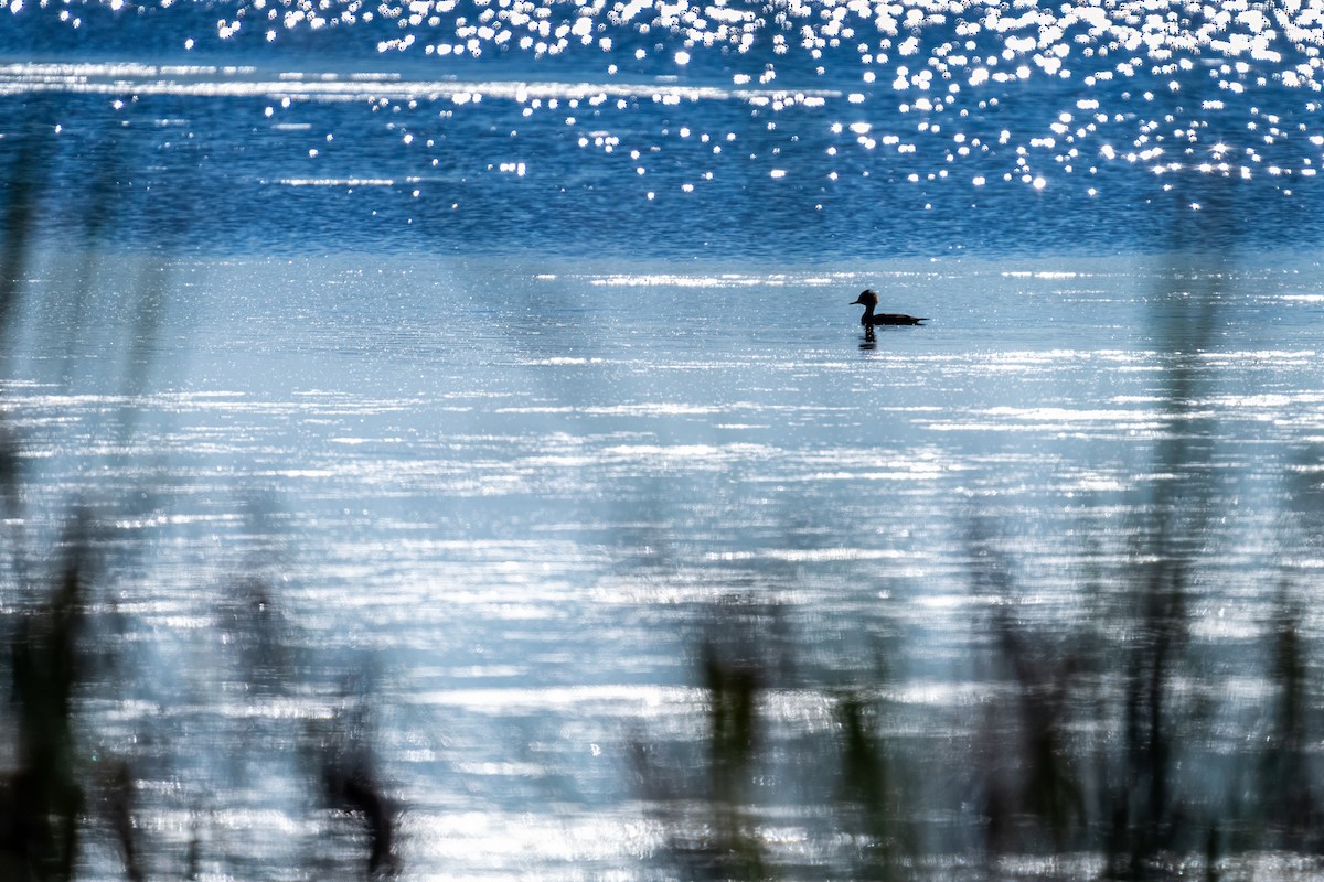 Hooded Merganser - ML624158431