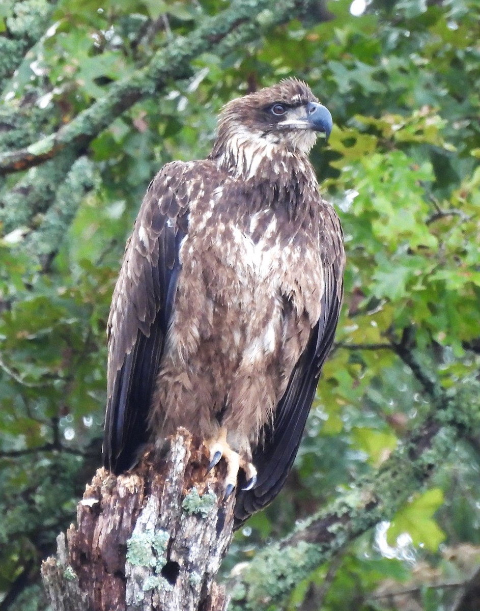 Bald Eagle - ML624158451