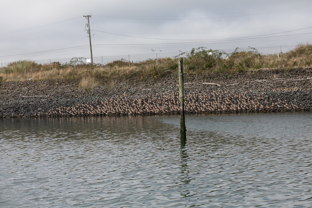 Marbled Godwit - ML624158461