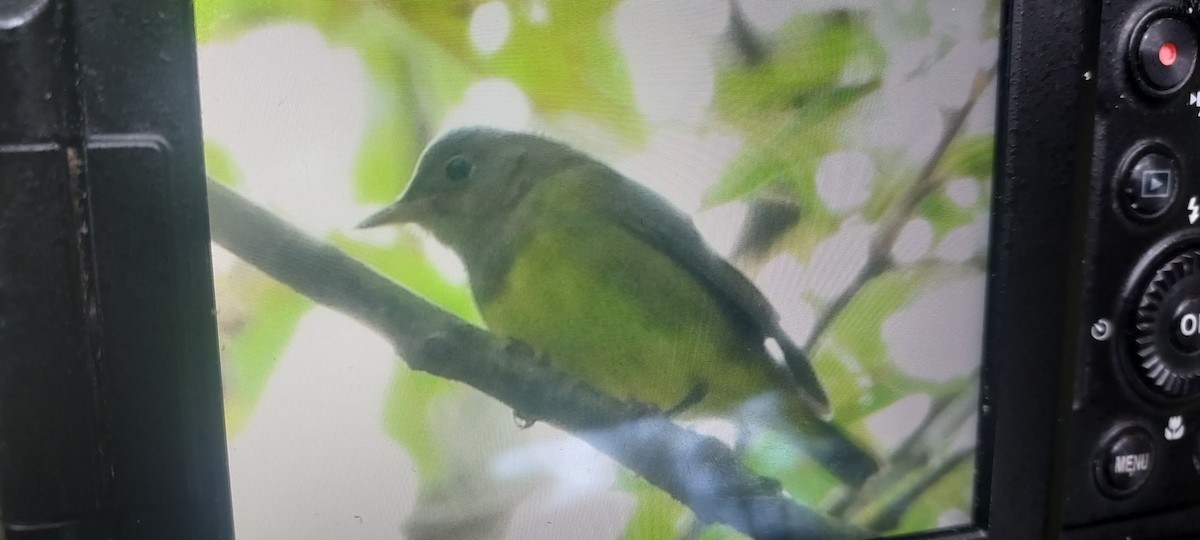 Connecticut Warbler - ML624158483