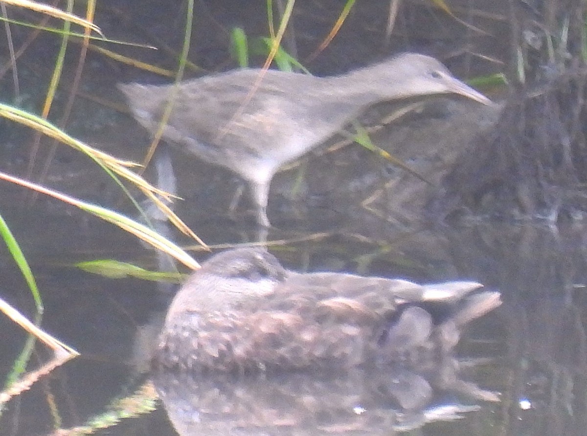 Clapper Rail - ML624158490