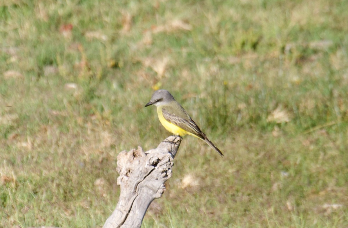 Tropical Kingbird - ML624158502