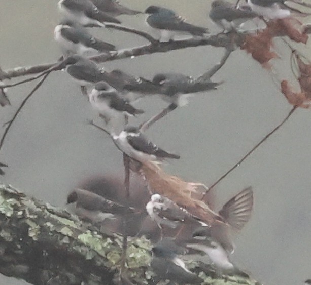 Tree Swallow - ML624158504