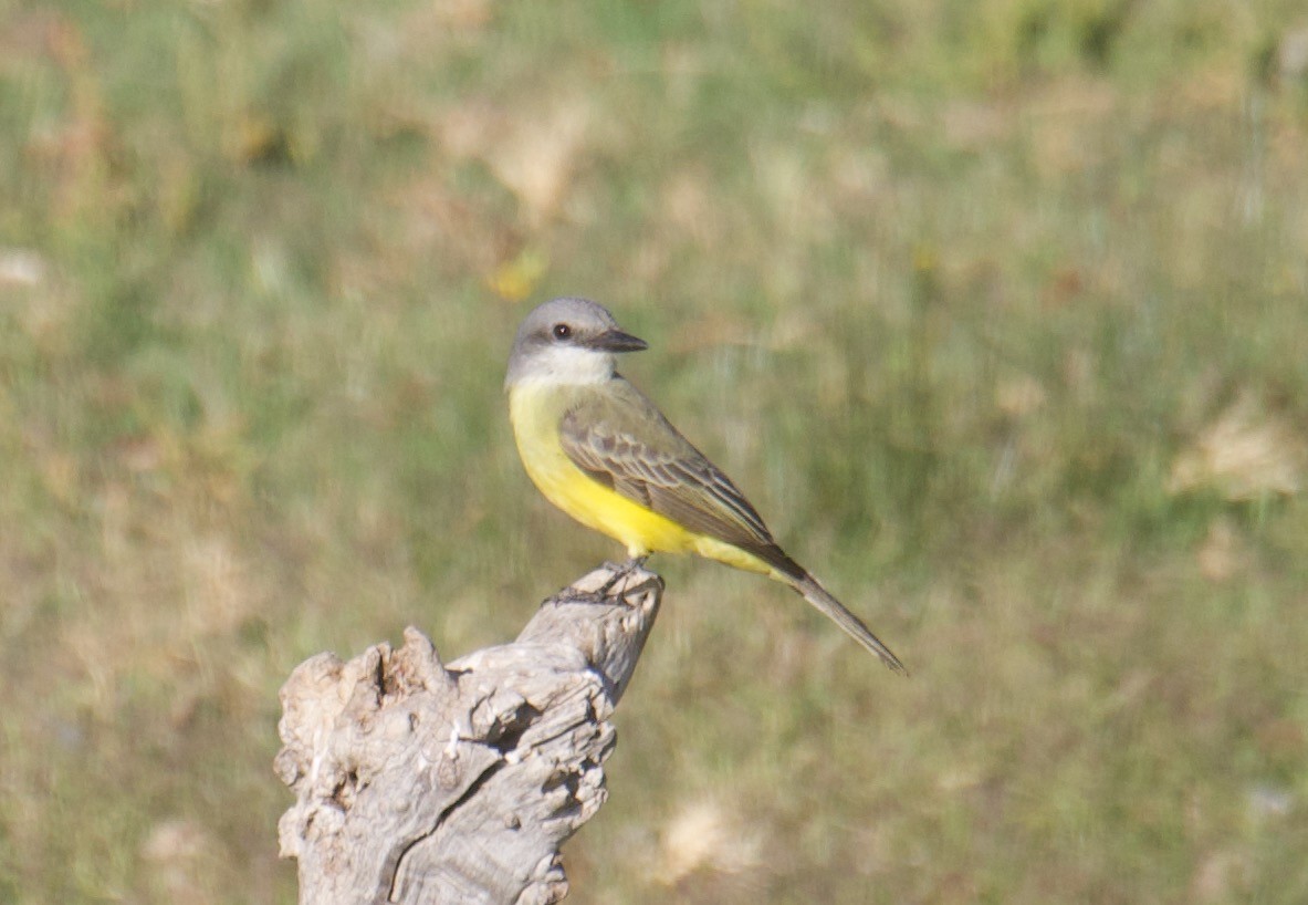 Tropical Kingbird - ML624158511