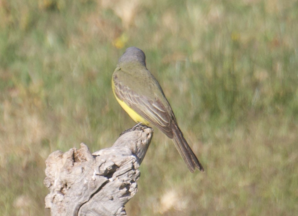 Tropical Kingbird - ML624158513