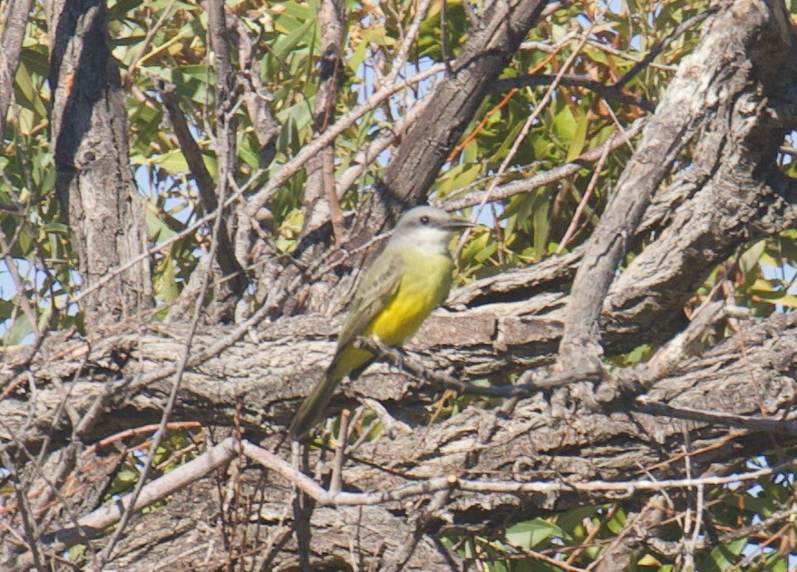 Tropical Kingbird - ML624158517