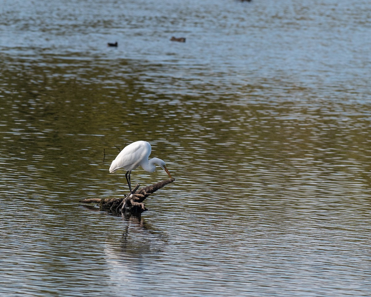 Great Egret - Rick Brown