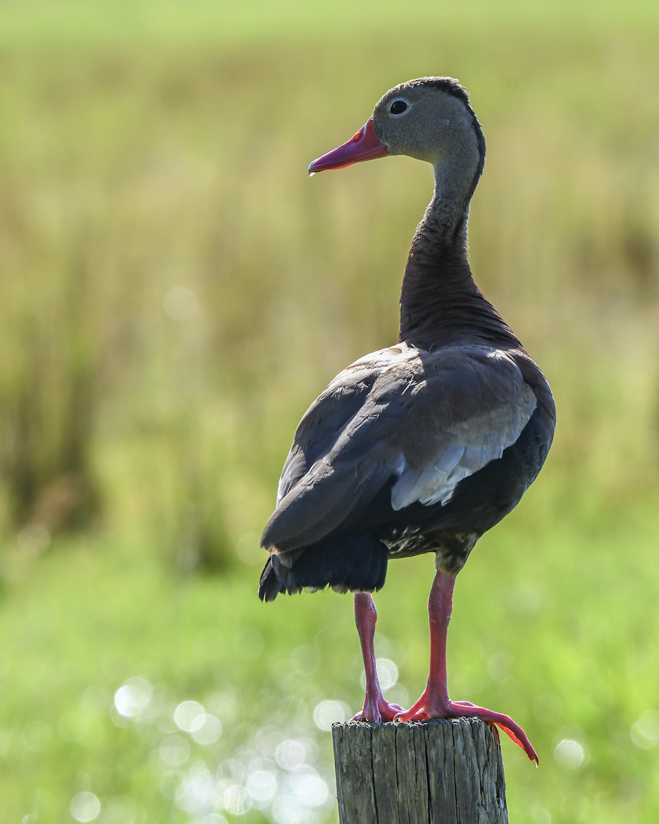 アカハシリュウキュウガモ - ML624158579