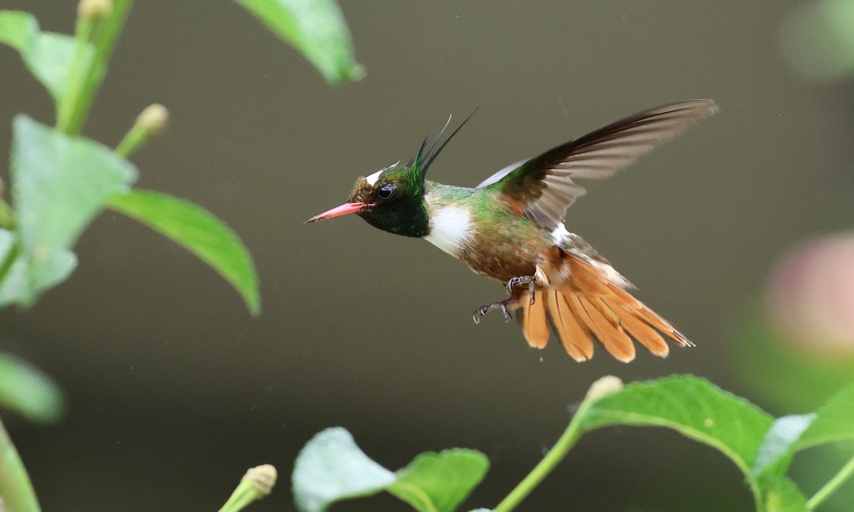 White-crested Coquette - ML624158604