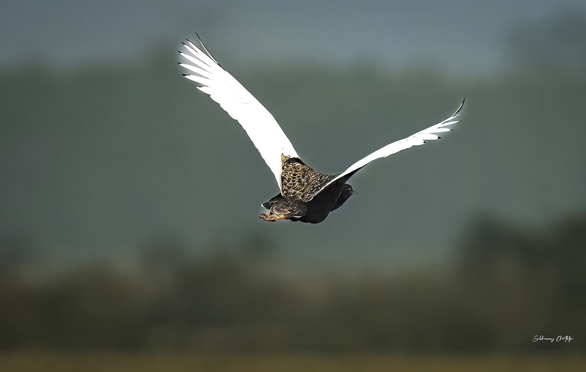 Bengal Florican - ML624158605