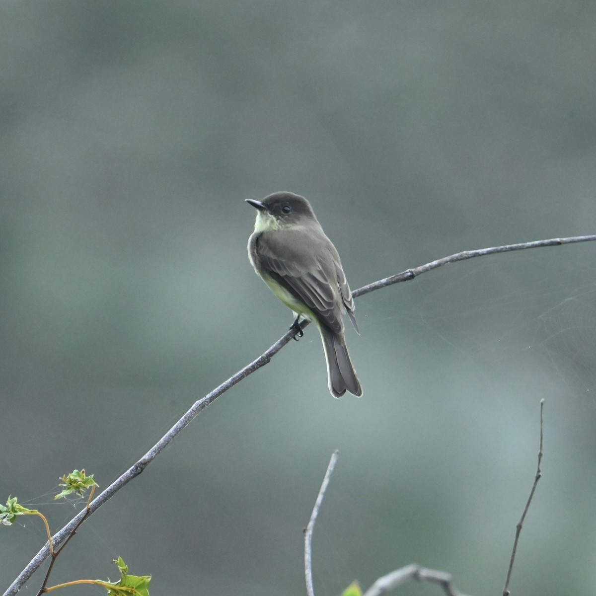 Eastern Phoebe - ML624158606