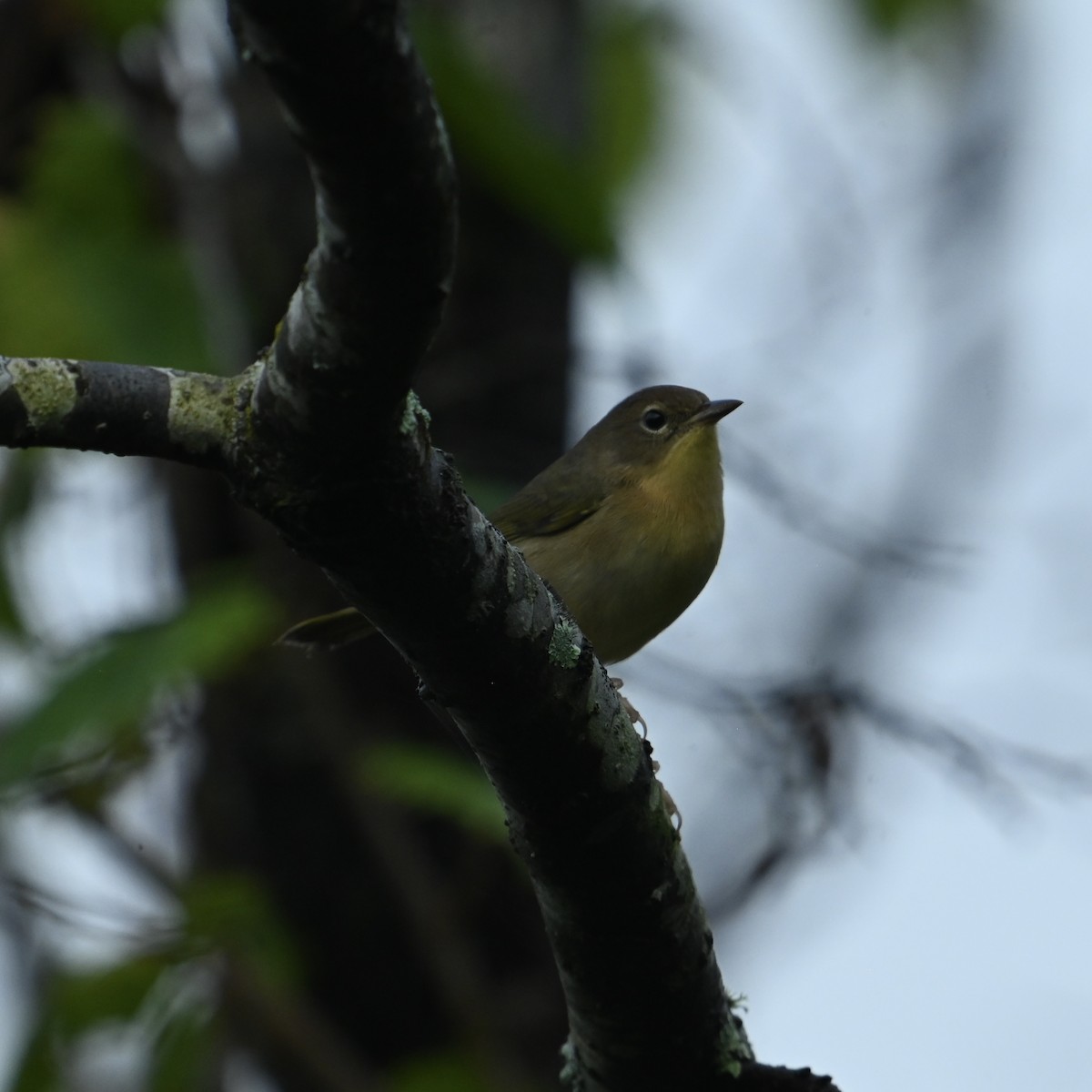 Common Yellowthroat - ML624158609