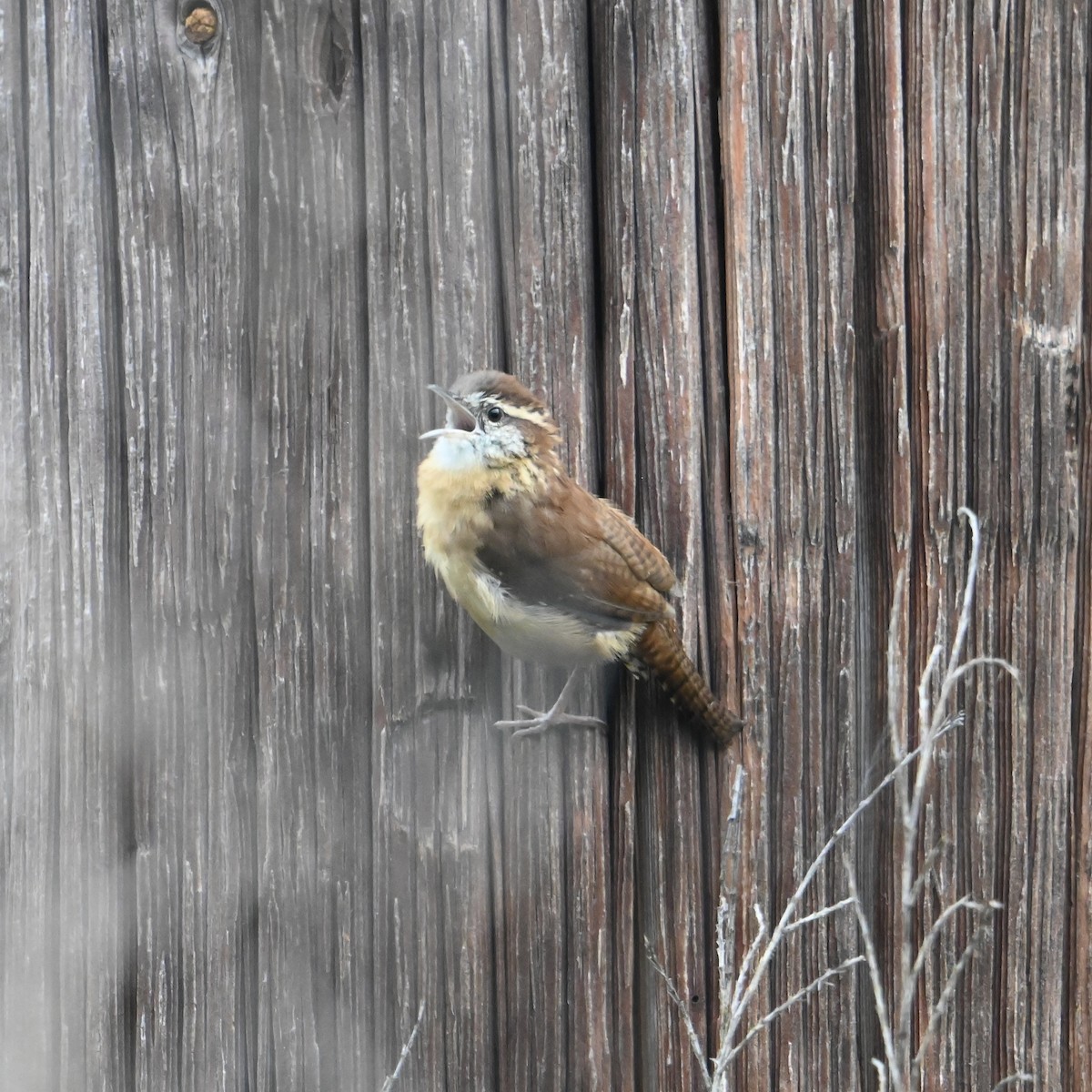 Carolina Wren - ML624158622