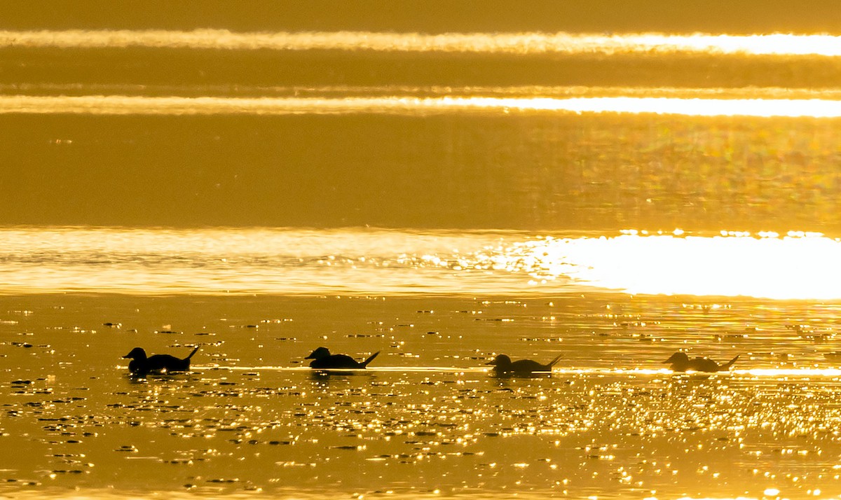 White-headed Duck - ML624158623