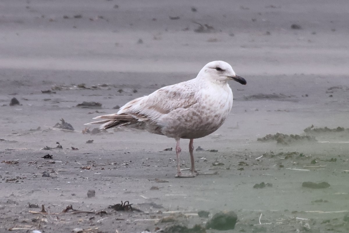 Slaty-backed Gull - ML624158627