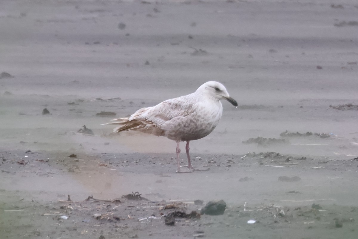 Slaty-backed Gull - ML624158628