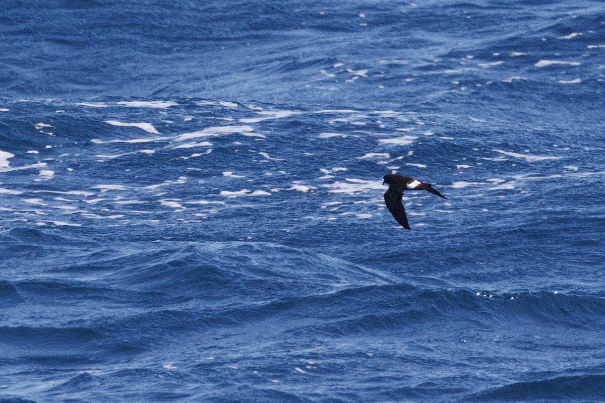 Océanite tempête - ML624158661