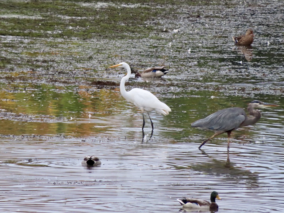 Great Egret - ML624158662