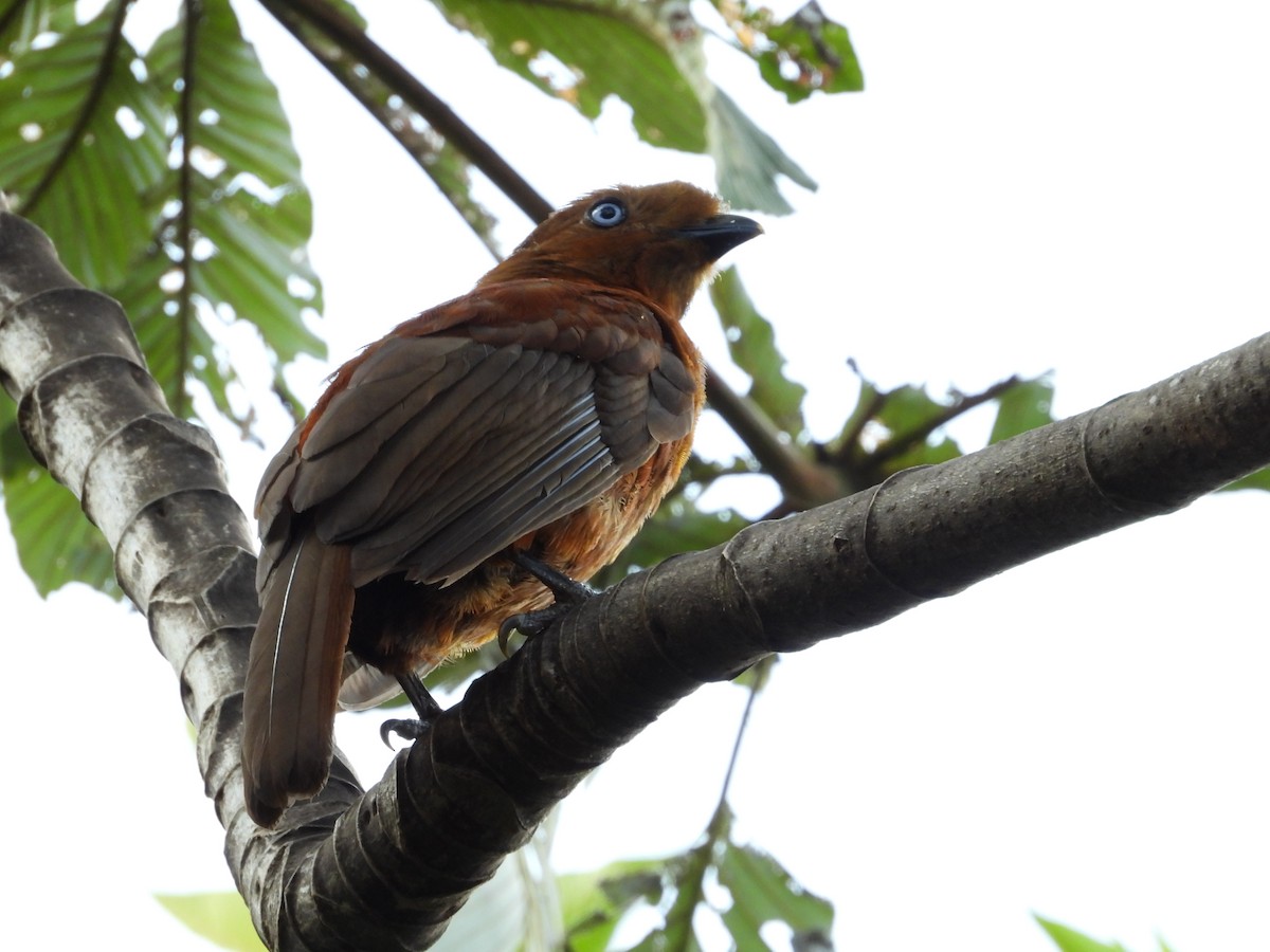 Andean Cock-of-the-rock - ML624158666