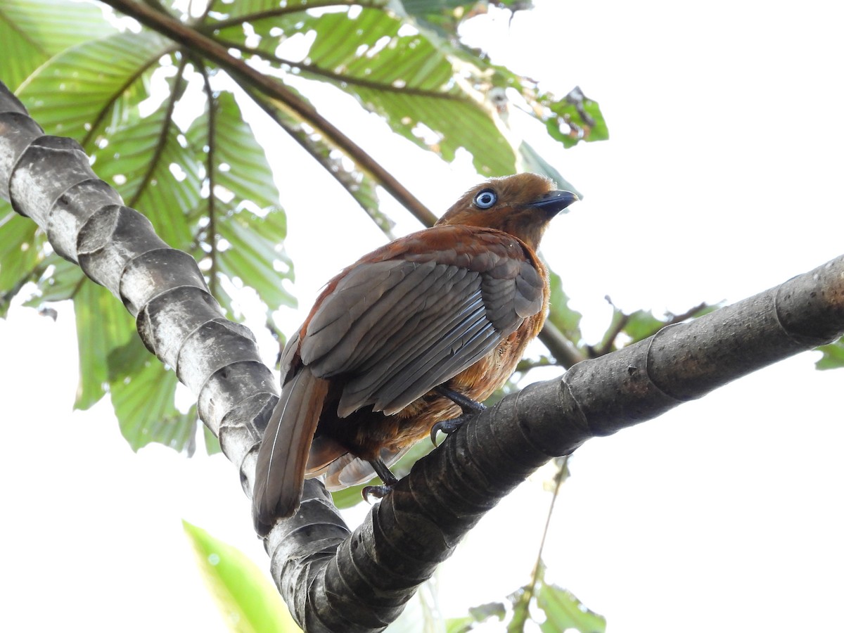 Andean Cock-of-the-rock - ML624158668