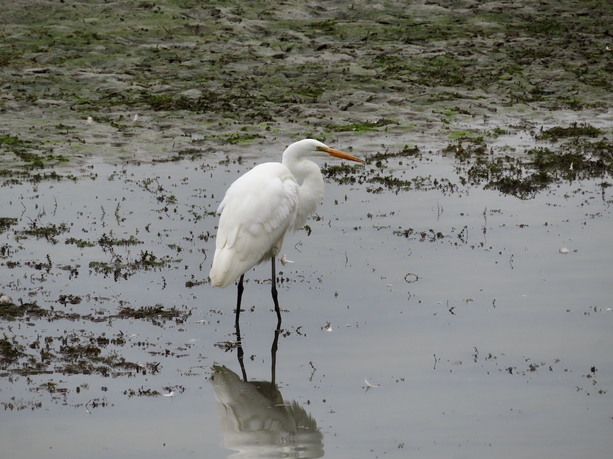 Great Egret - ML624158673