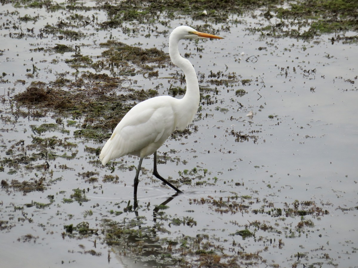 Great Egret - ML624158674