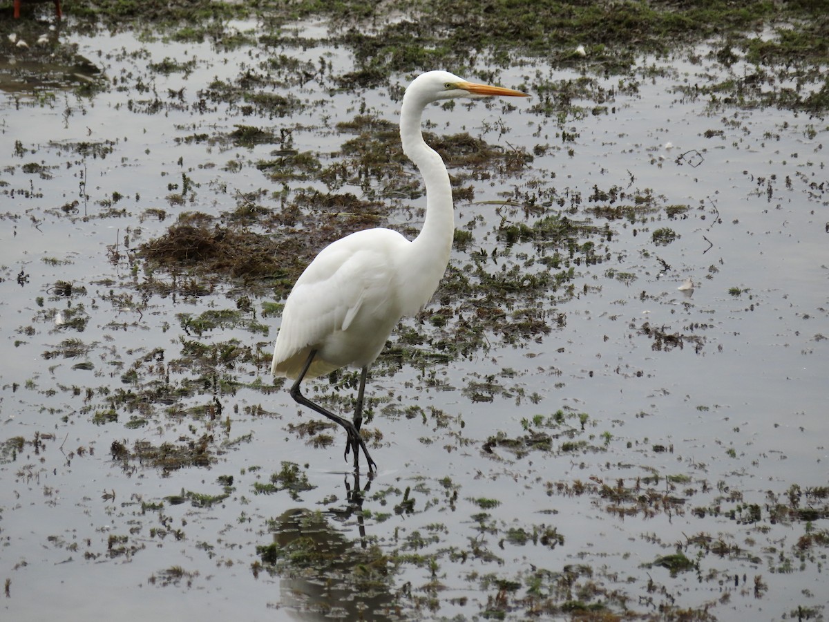 Great Egret - ML624158675