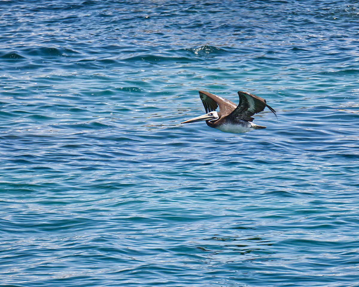 Peruvian Pelican - ML624158677