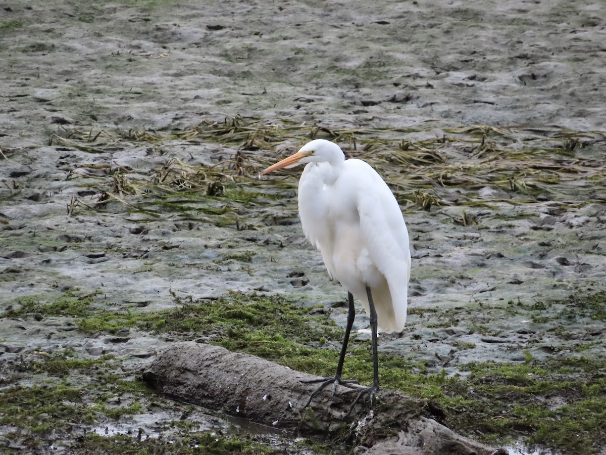 Great Egret - ML624158681