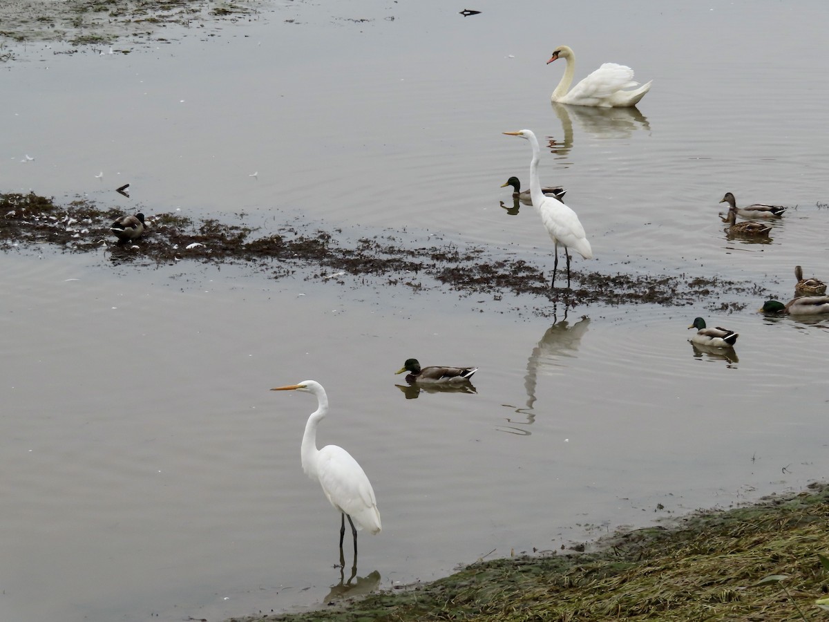 Great Egret - ML624158691