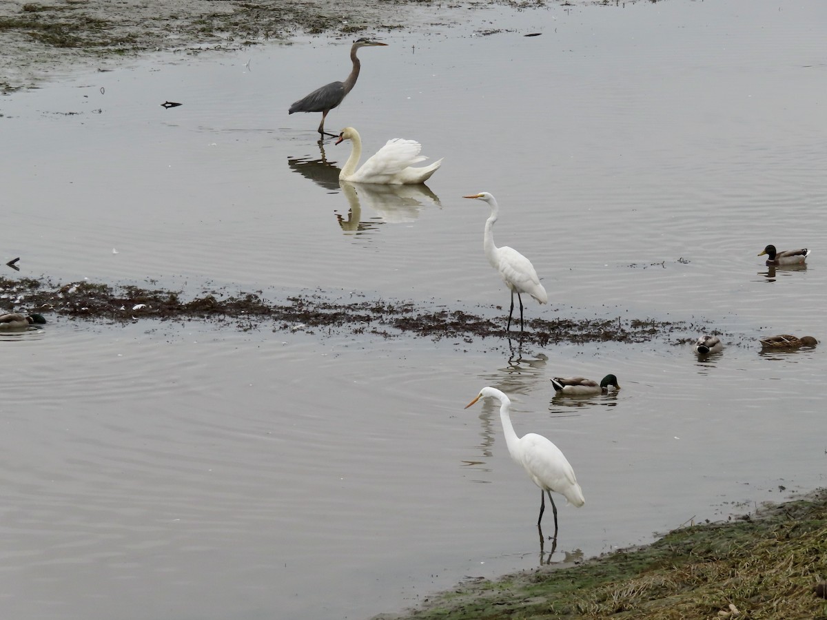 Great Egret - ML624158692