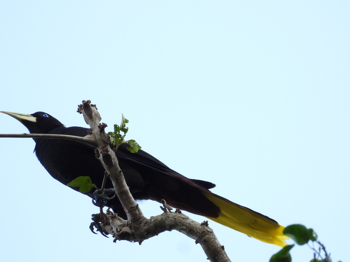 Crested Oropendola - ML624158700