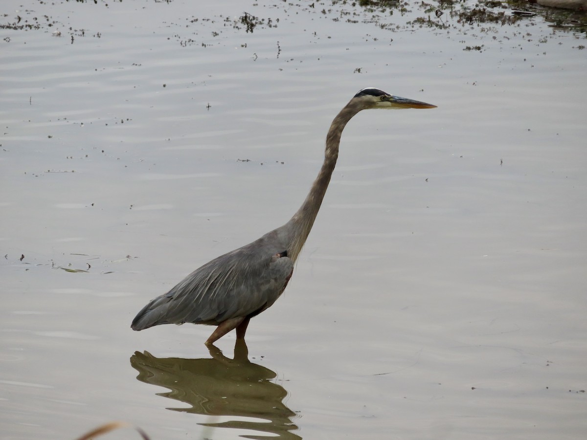 Great Blue Heron - ML624158705