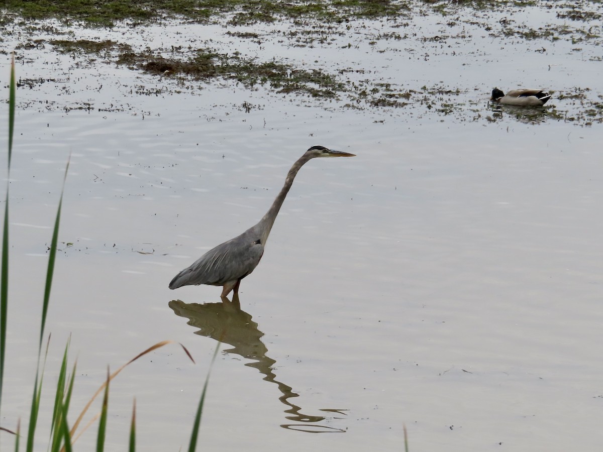 Great Blue Heron - ML624158706