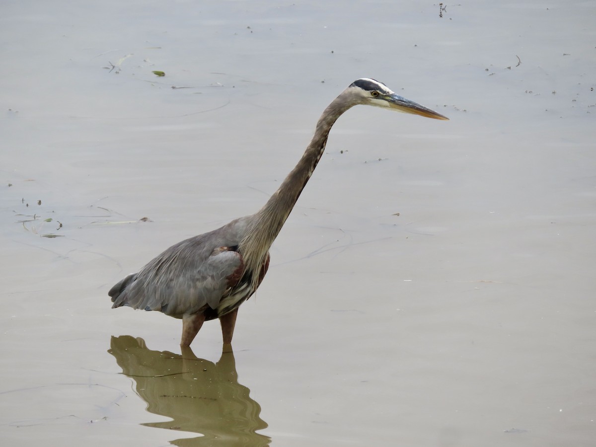 Great Blue Heron - ML624158707