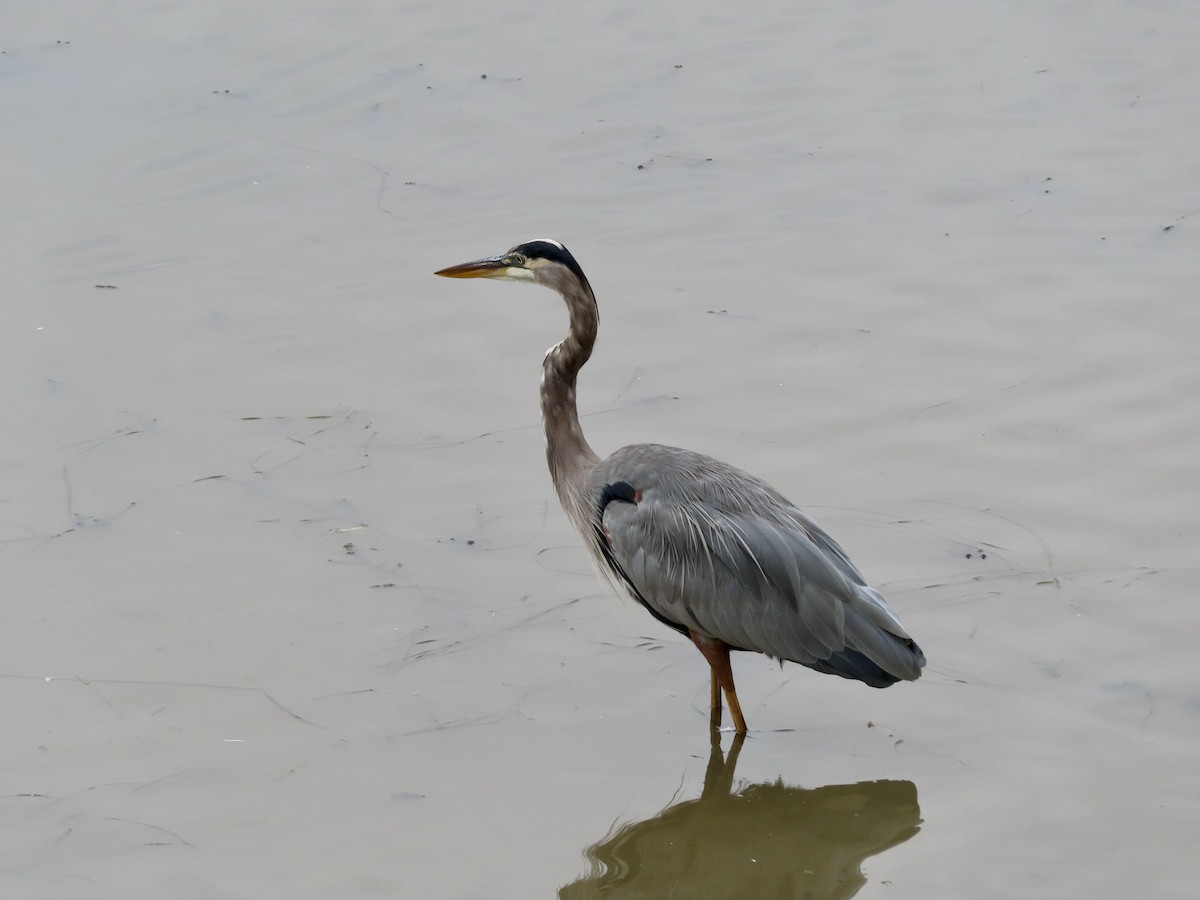 Great Blue Heron - ML624158709