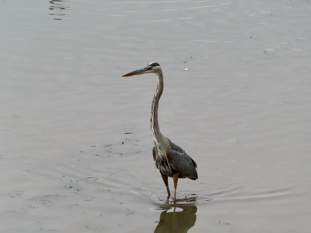 Great Blue Heron - ML624158710