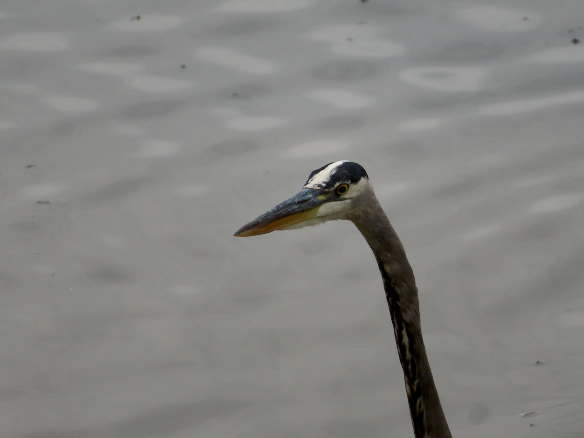 Great Blue Heron - ML624158725