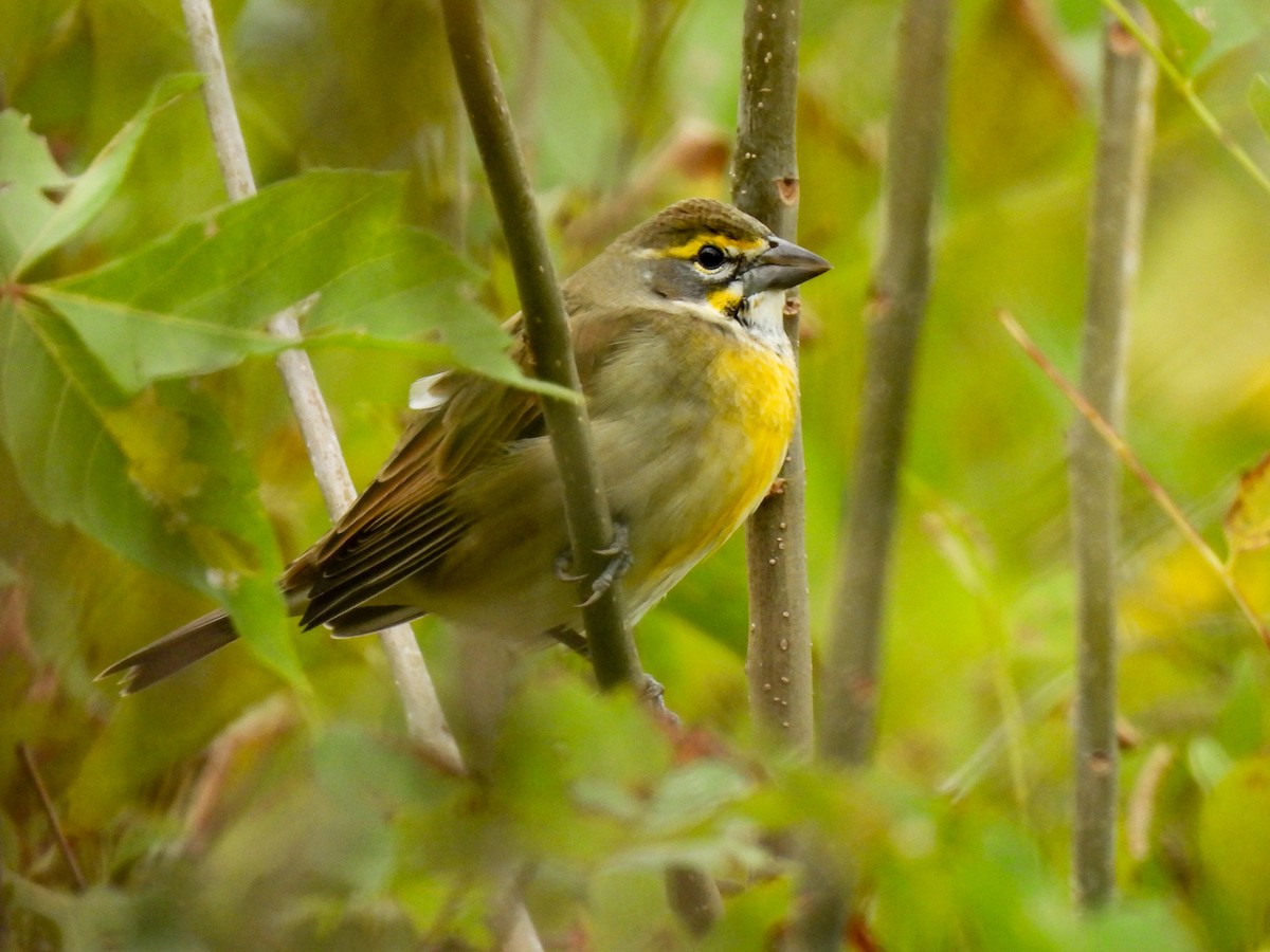 Dickcissel d'Amérique - ML624158744