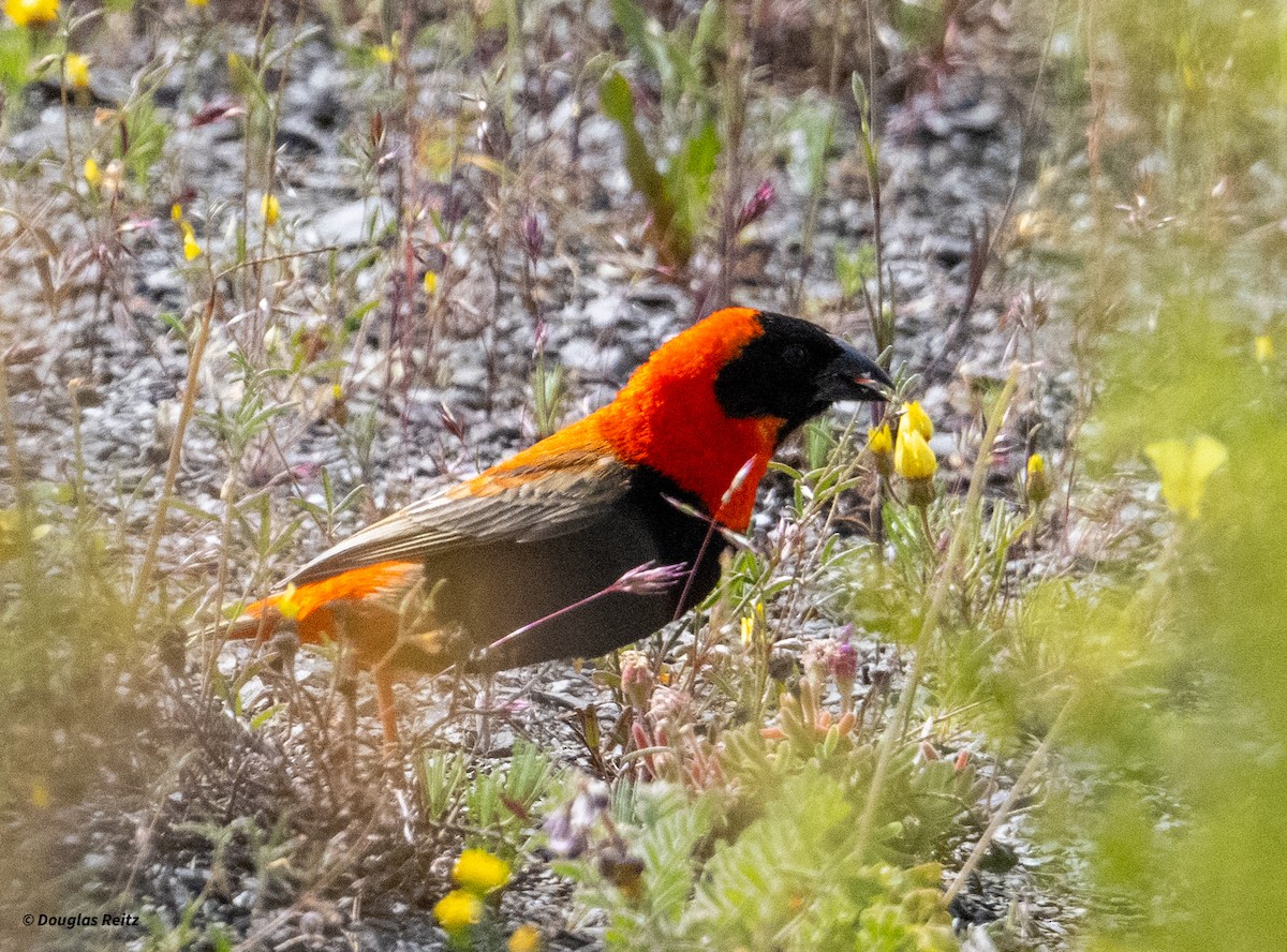 Southern Red Bishop - ML624158753