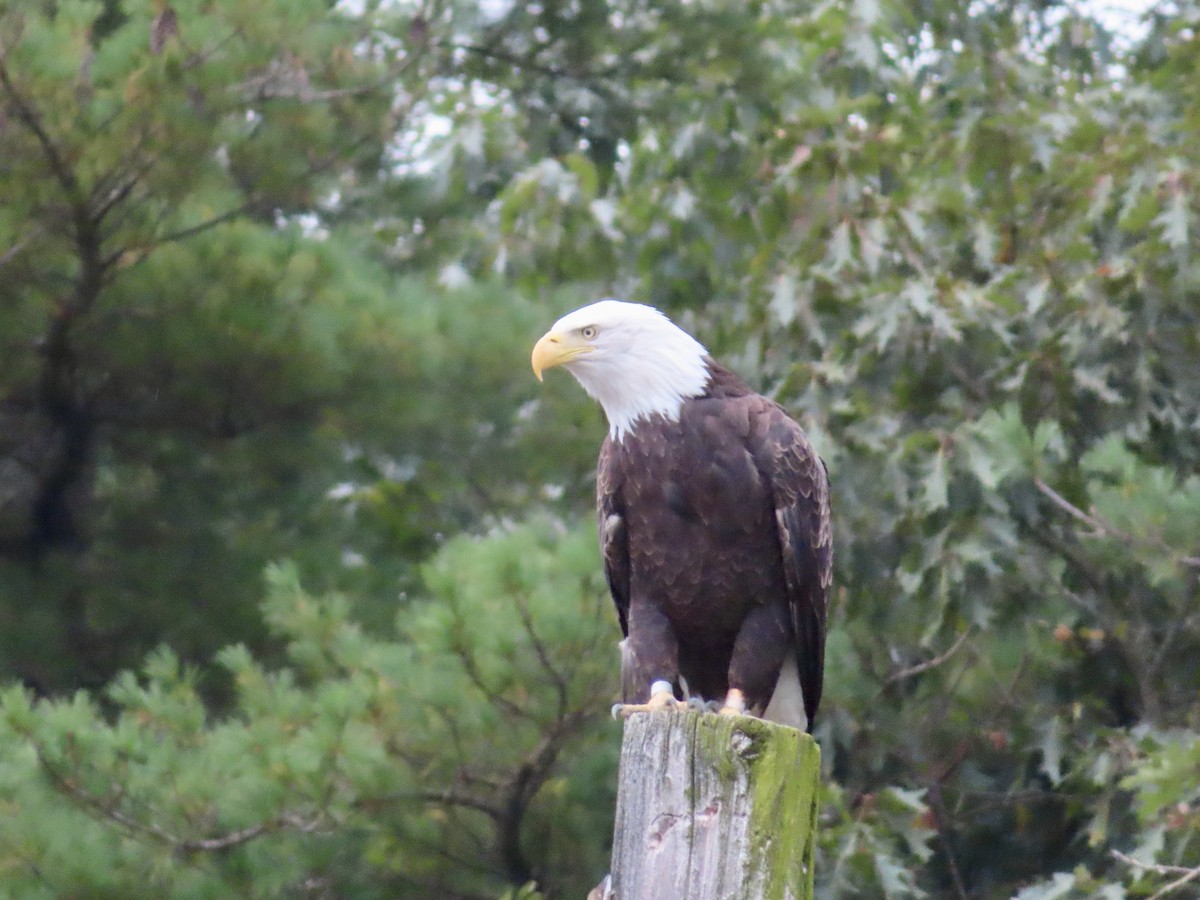 Bald Eagle - ML624158770