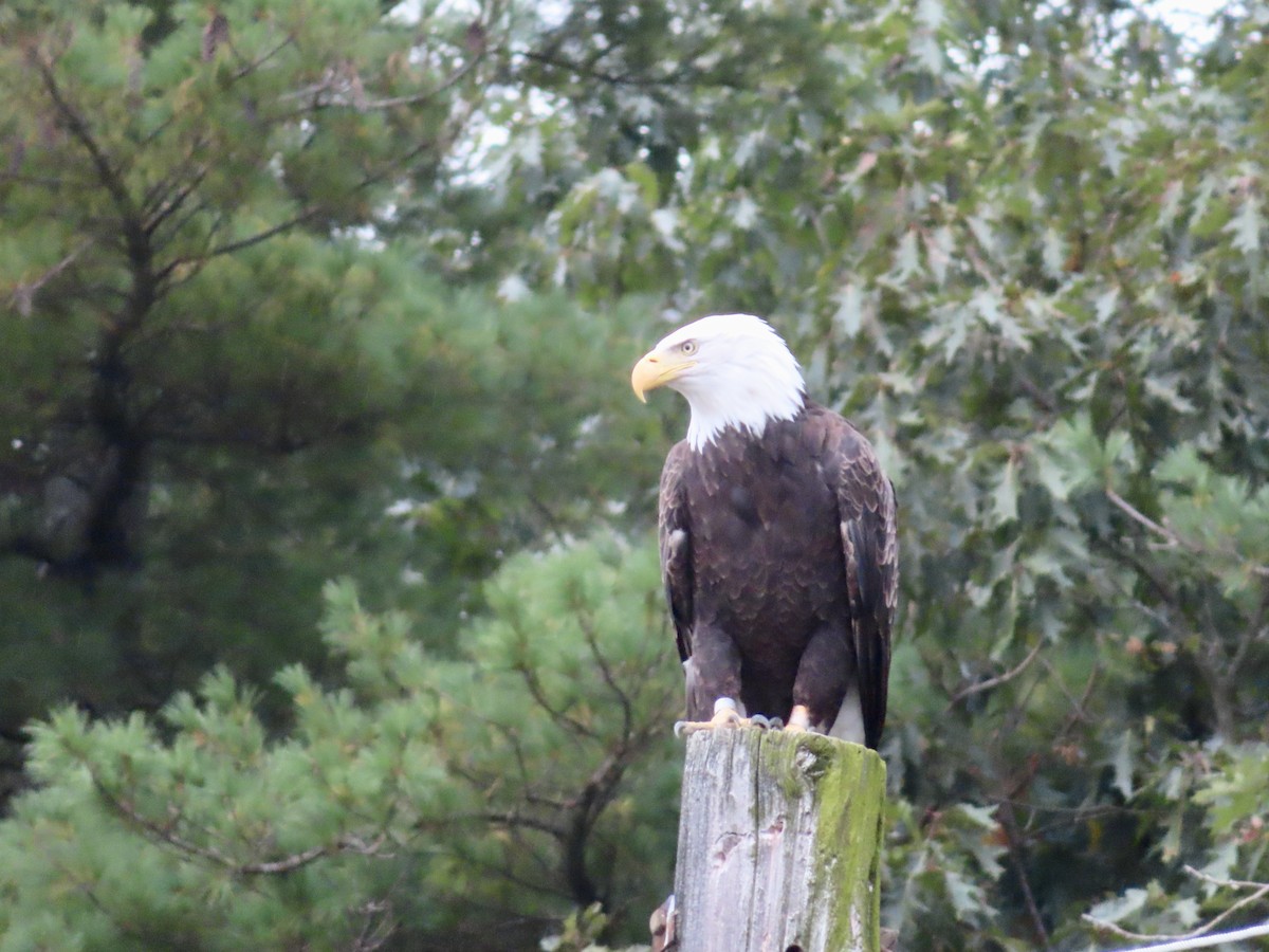 Bald Eagle - ML624158772