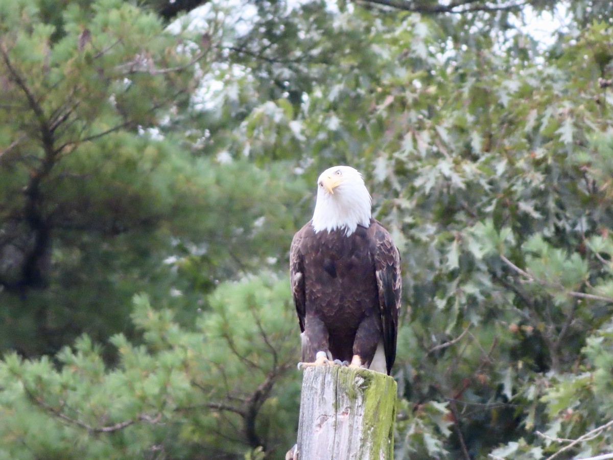 Bald Eagle - ML624158773