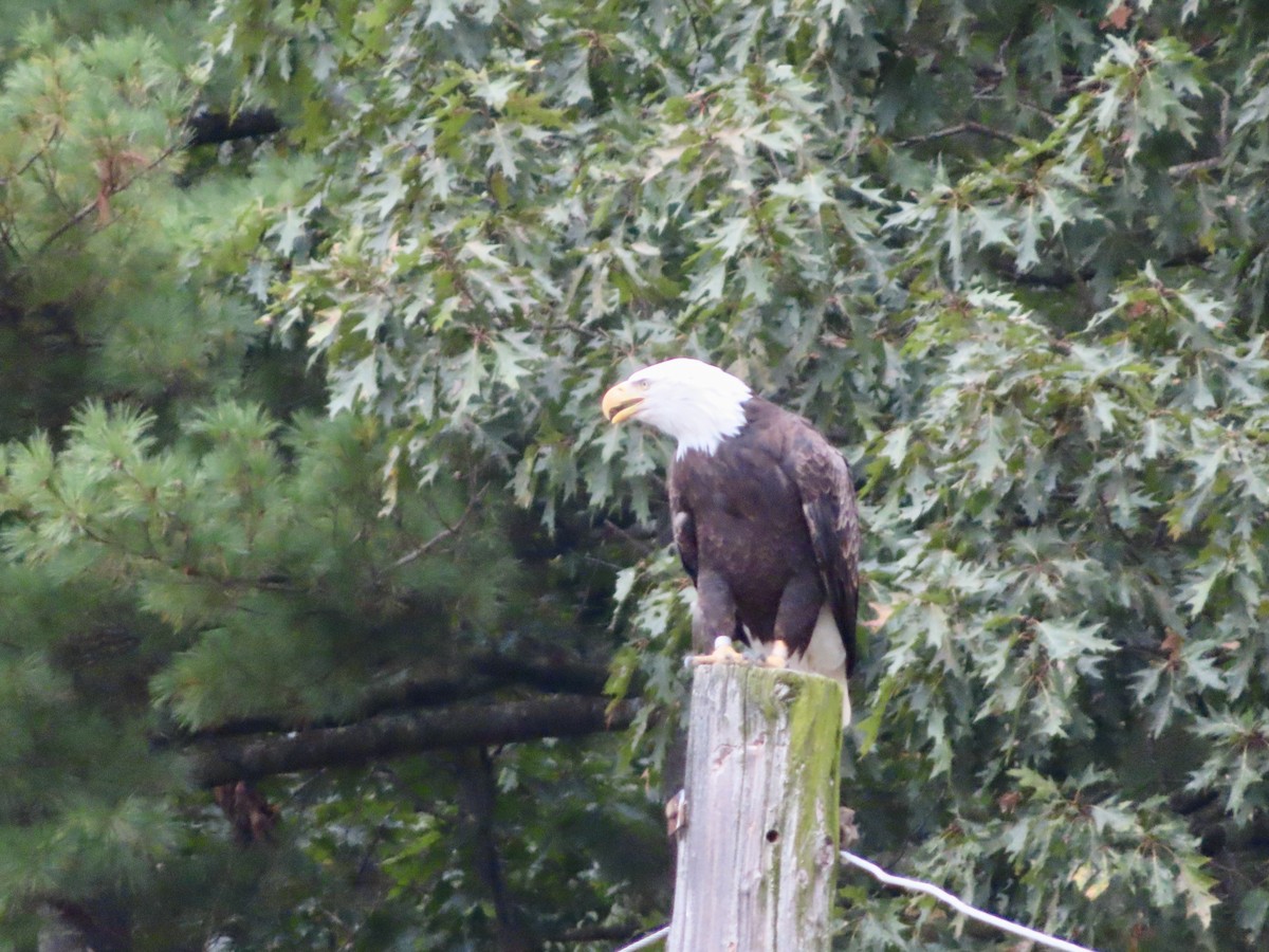 Bald Eagle - ML624158774